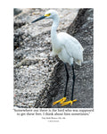 Snowy Egret Wildlife Photography Print | Tiny Desk Photos No. 184