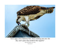 Osprey Wildlife Photography Print | Tiny Desk Photos No. 186