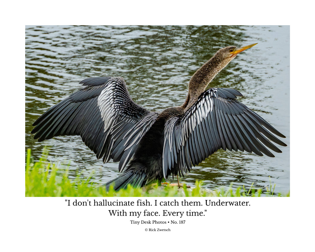 Anhinga Wildlife Photography Print | Tiny Desk Photos No. 187