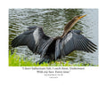 Anhinga Wildlife Photography Print | Tiny Desk Photos No. 187