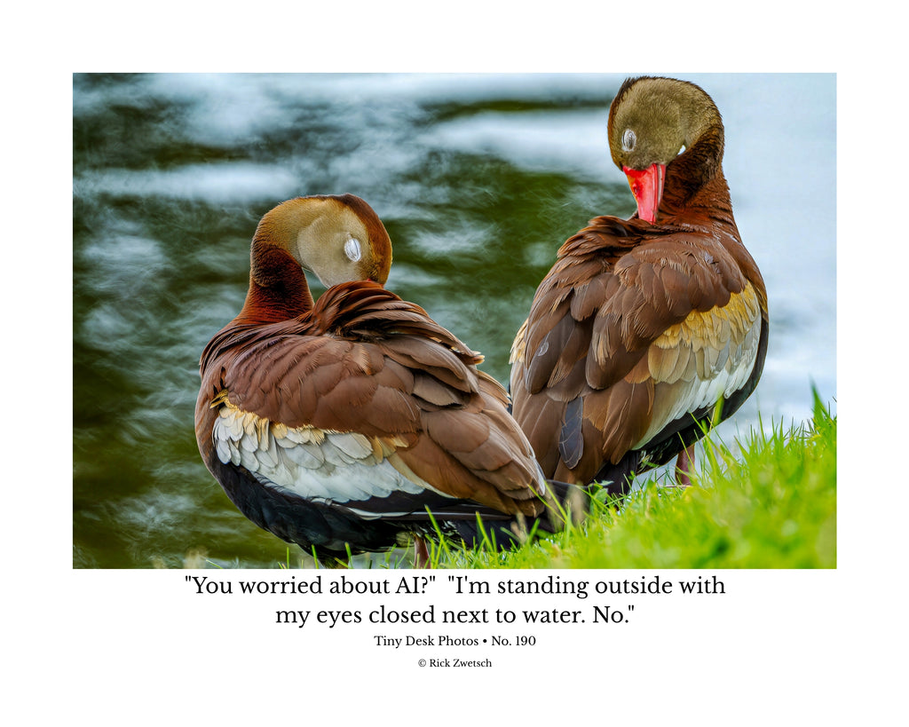 Black-bellied Whistling Duck Wildlife Photography Print | Tiny Desk Photos No. 190