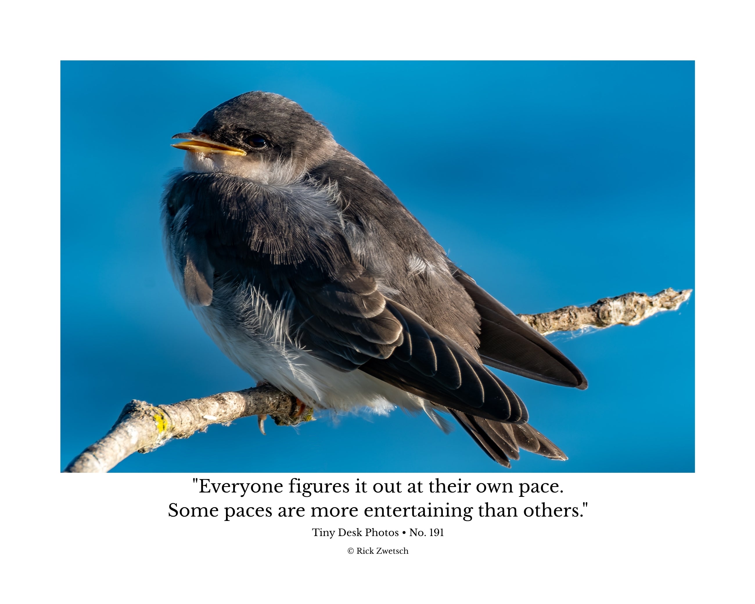 Tree Swallow Fledgling Wildlife Photography Print | Tiny Desk Photos No. 191