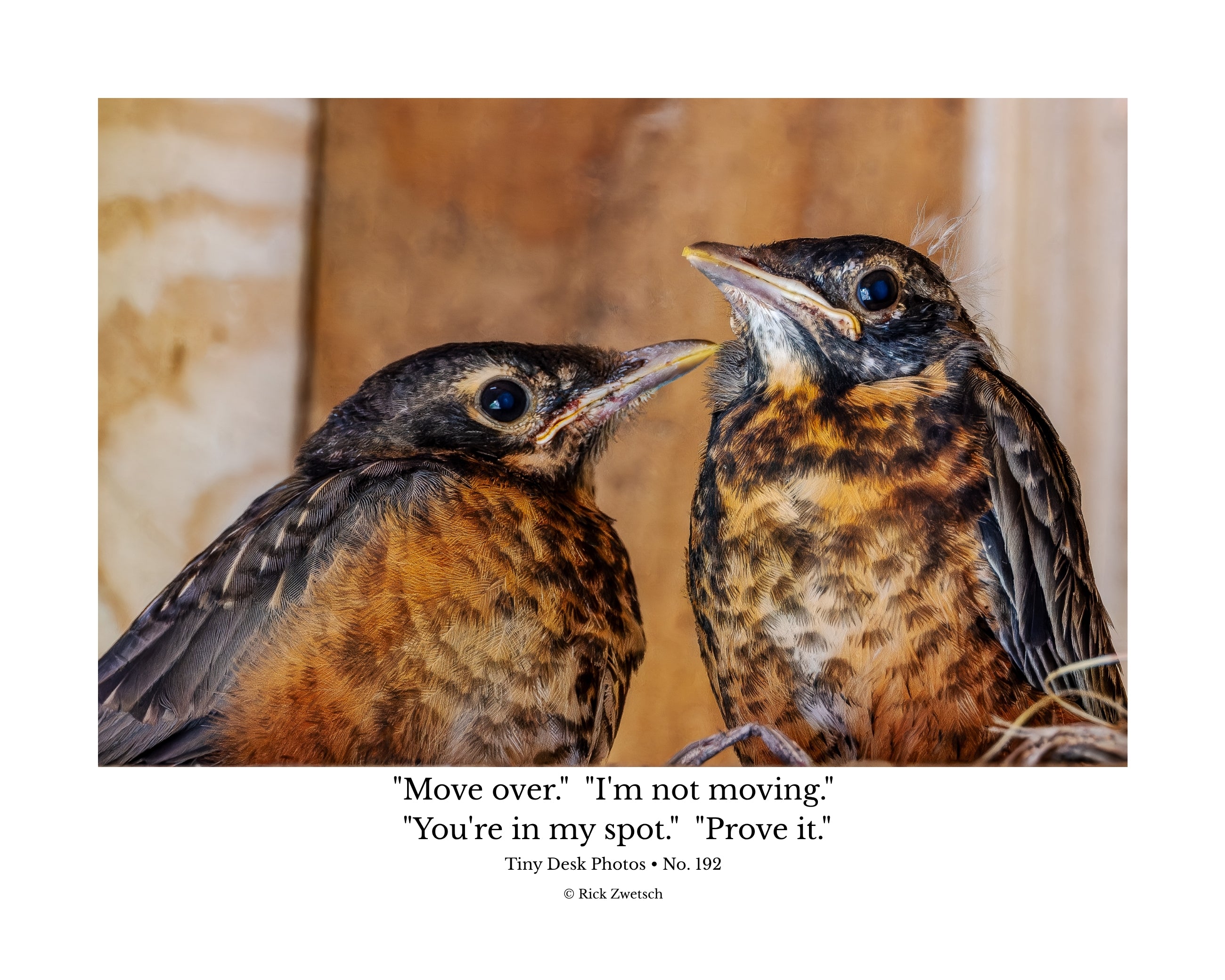 American Robin Fledglings Wildlife Photography Print | Tiny Desk Photos No. 192