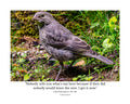 Brown-headed Cowbird Fledgling Wildlife Photography Print | Tiny Desk Photos No. 193