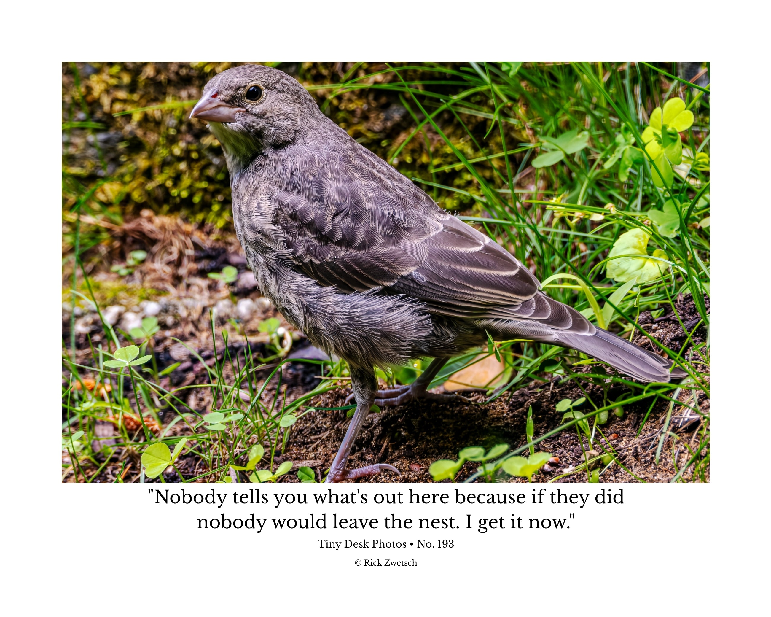 Brown-headed Cowbird Fledgling Wildlife Photography Print | Tiny Desk Photos No. 193