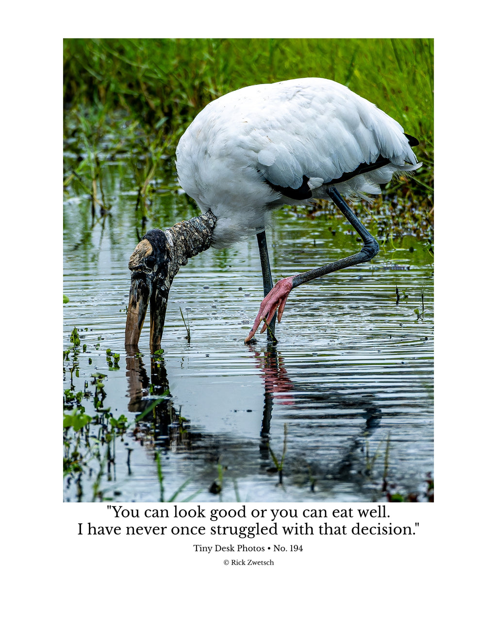 Wood Stork Wildlife Photography Print | Tiny Desk Photos No. 194