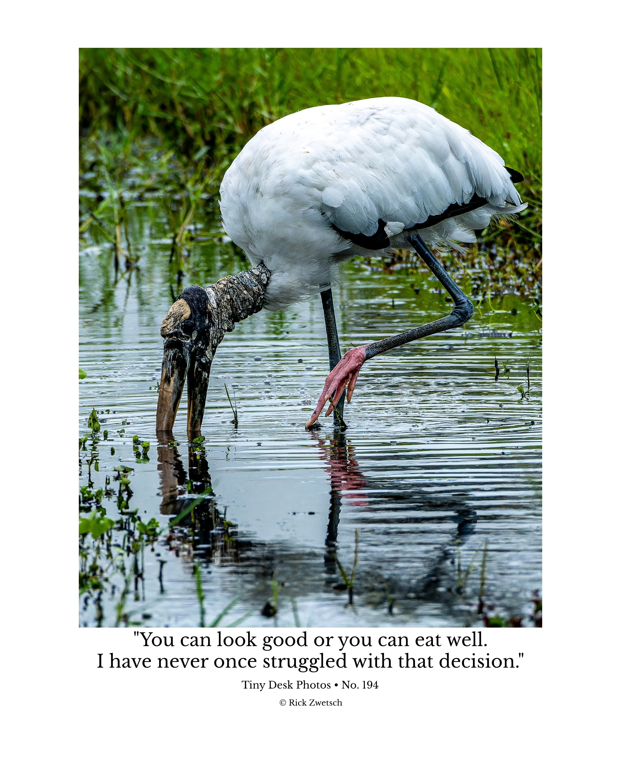 Wood Stork Wildlife Photography Print | Tiny Desk Photos No. 194