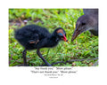 Common Gallinule Chick Wildlife Photography Print | Tiny Desk Photos No. 195