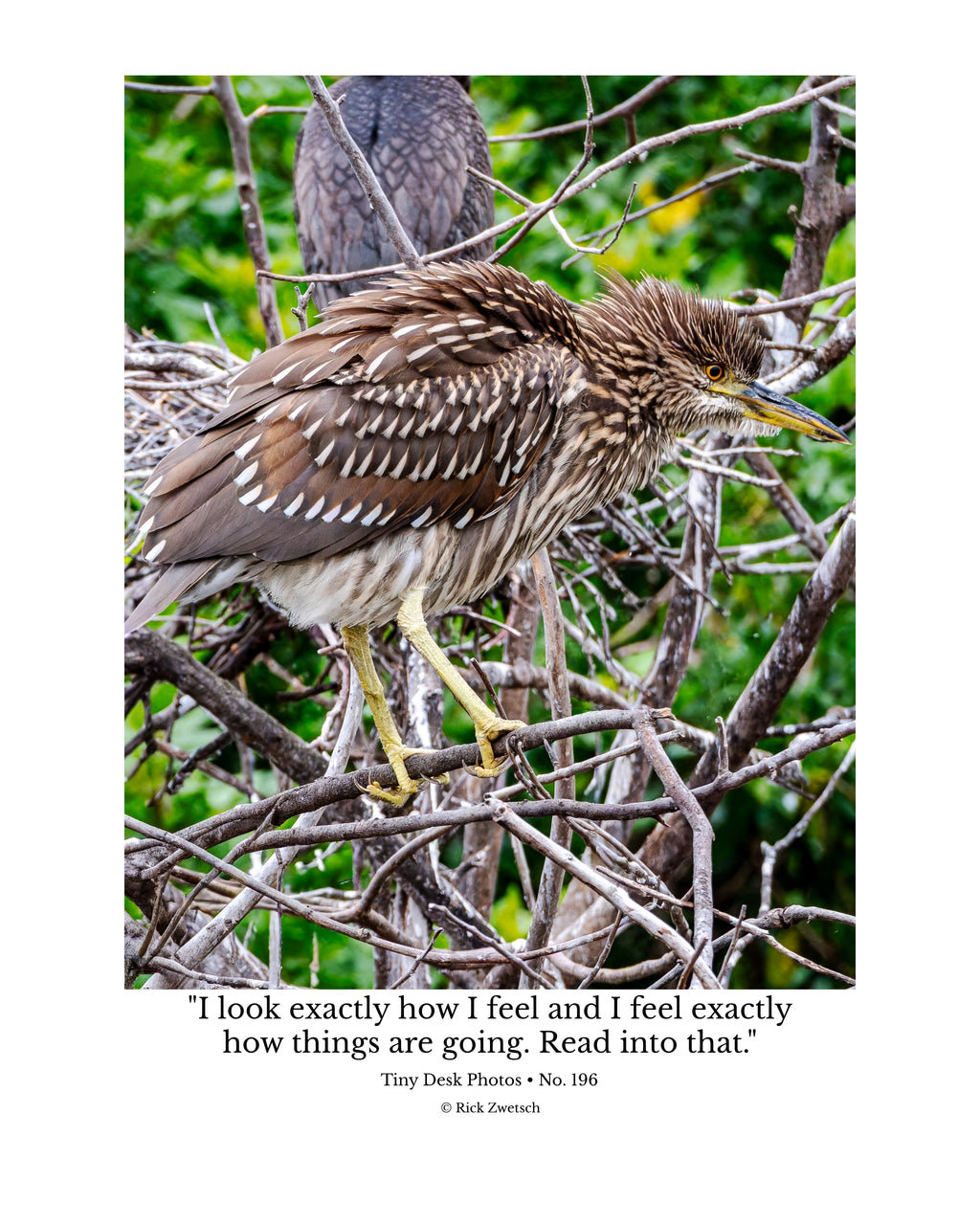 Yellow-crowned Night Heron Juvenile Wildlife Photography Print | Tiny Desk Photos No. 196