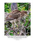 Yellow-crowned Night Heron Juvenile Wildlife Photography Print | Tiny Desk Photos No. 196