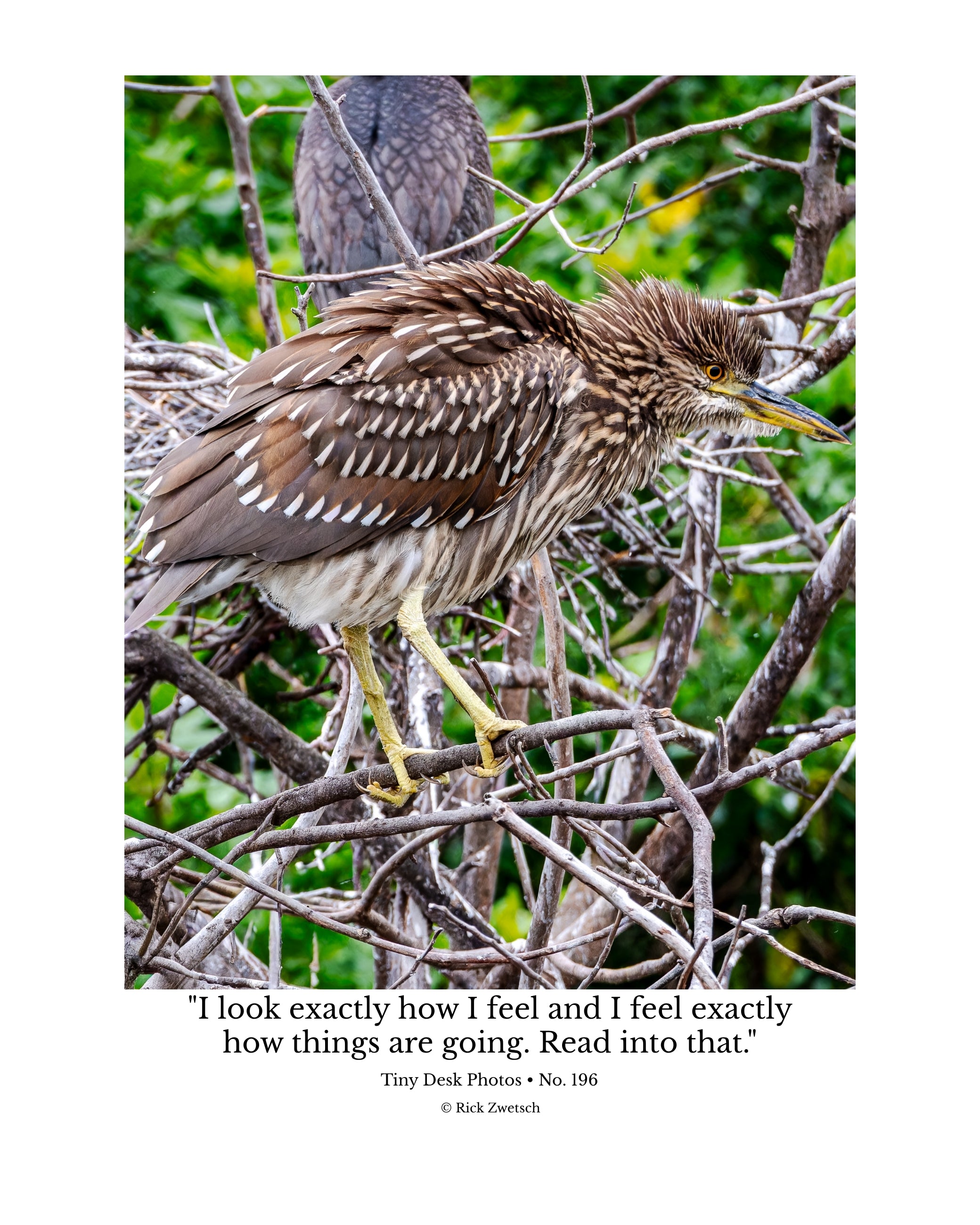 Yellow-crowned Night Heron Juvenile Wildlife Photography Print | Tiny Desk Photos No. 196