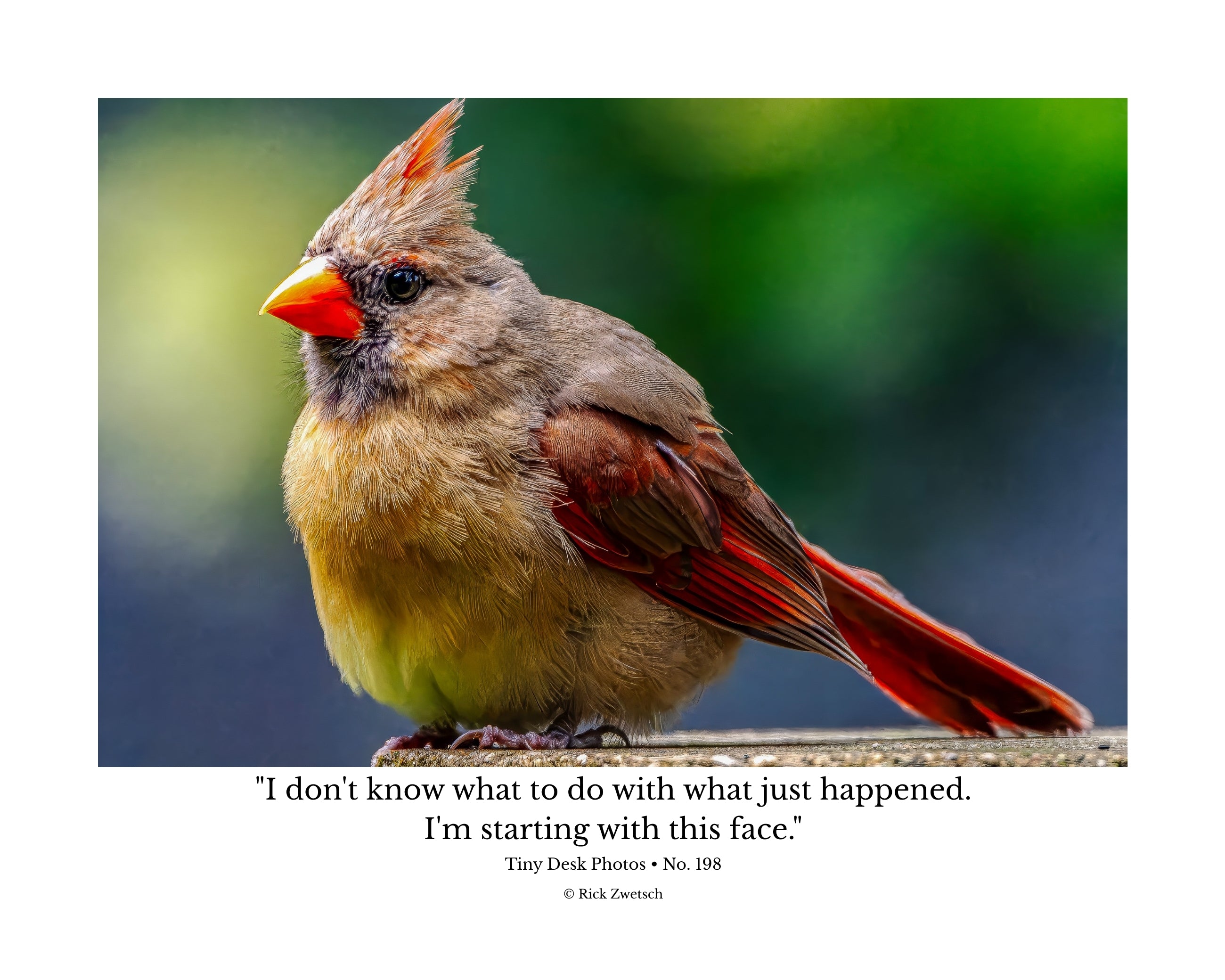 Female Northern Cardinal Wildlife Photography Print | Tiny Desk Photos No. 198