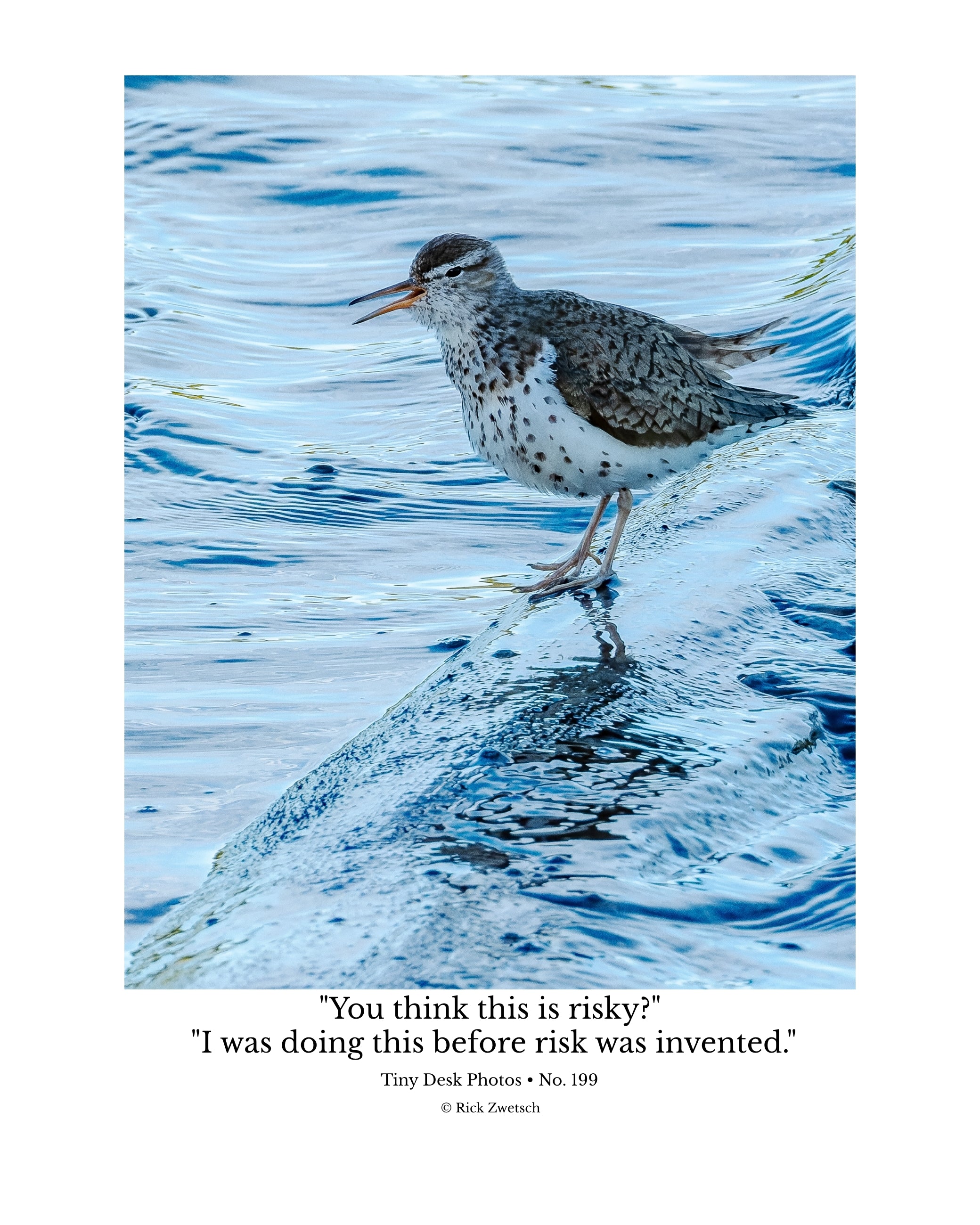 Spotted Sandpiper Wildlife Photography Print | Tiny Desk Photos No. 199
