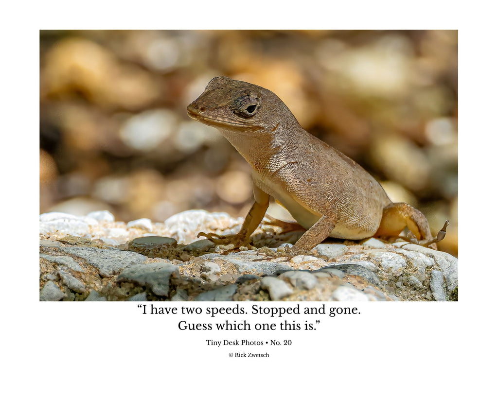 Anole Lizard Wildlife Photography Print | Tiny Desk Photos No. 20