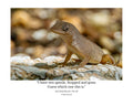 Anole Lizard Wildlife Photography Print | Tiny Desk Photos No. 20