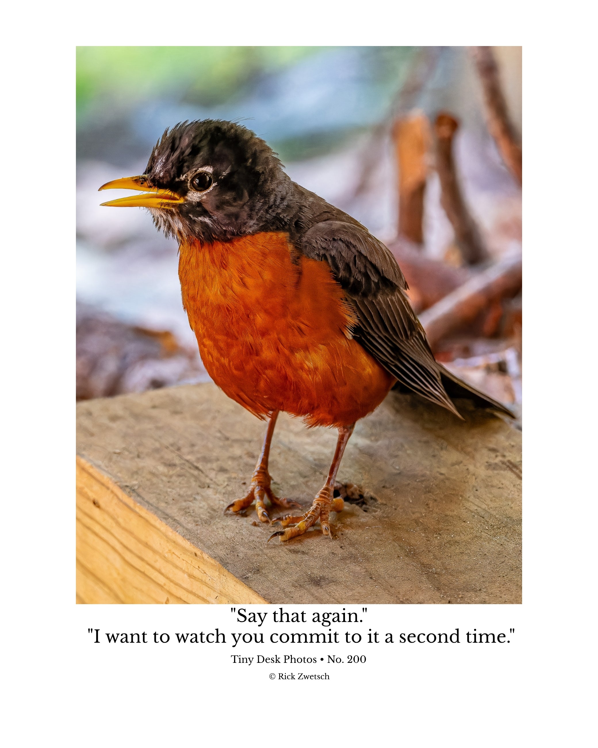 American Robin Wildlife Photography Print | Tiny Desk Photos No. 200