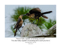 Boat-tailed Grackle Wildlife Photography Print | Tiny Desk Photos No. 201