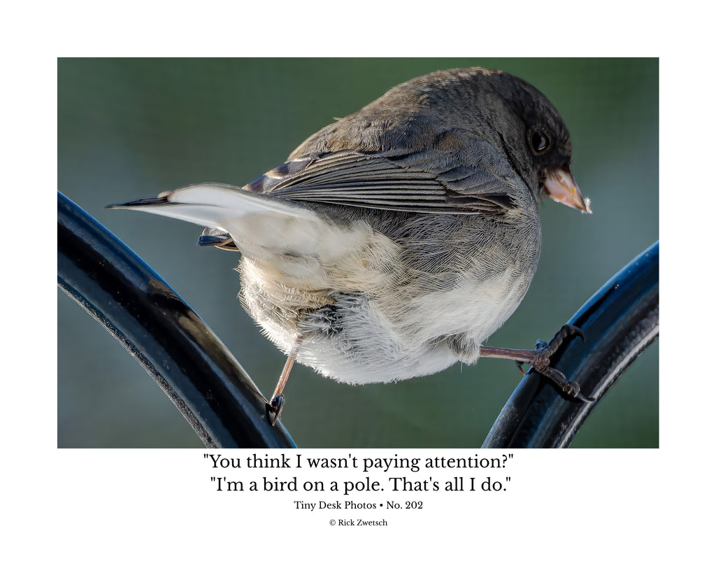 Dark-eyed Junco Wildlife Photography Print | Tiny Desk Photos No. 202
