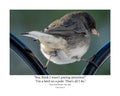 Dark-eyed Junco Wildlife Photography Print | Tiny Desk Photos No. 202
