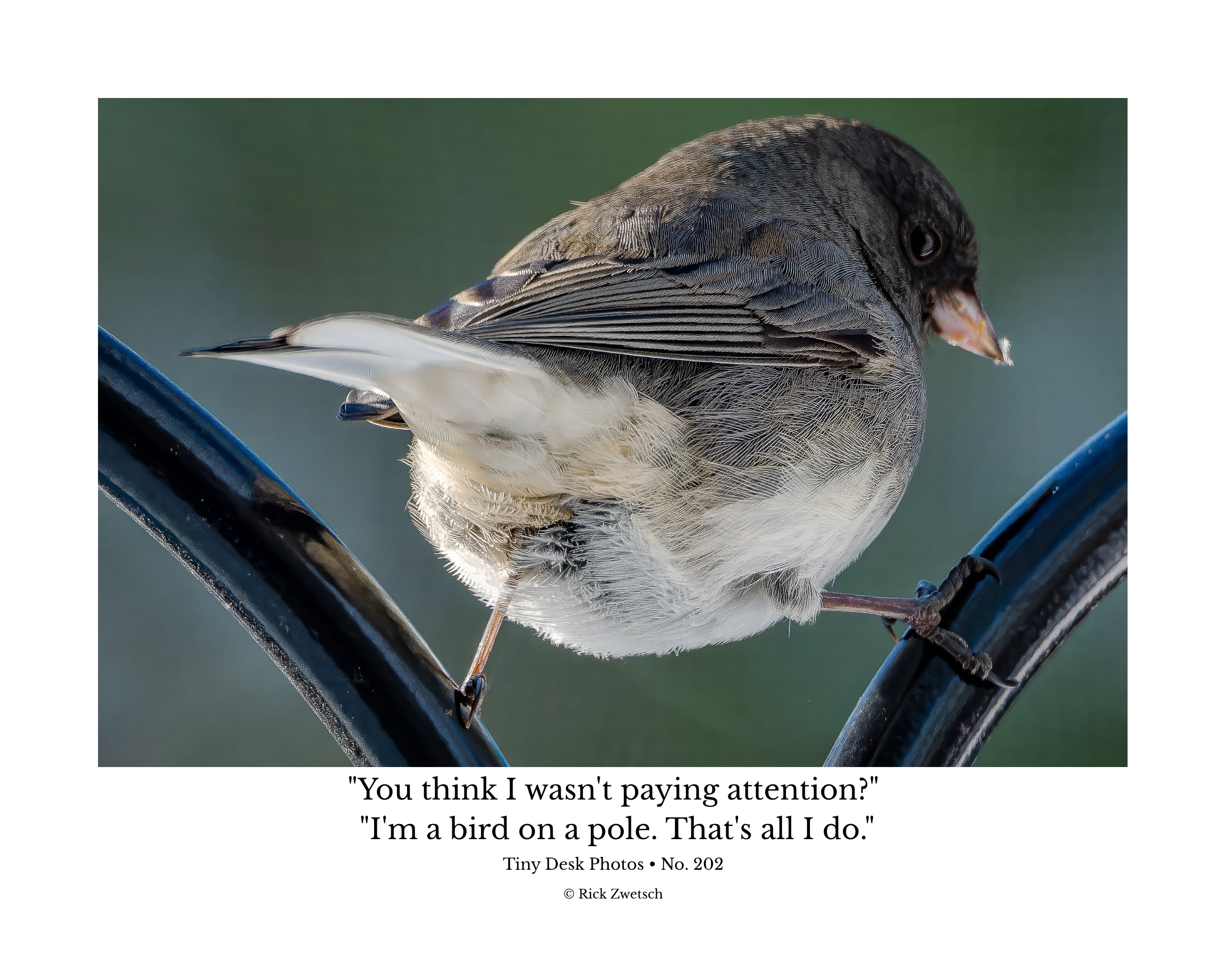 Dark-eyed Junco Wildlife Photography Print | Tiny Desk Photos No. 202