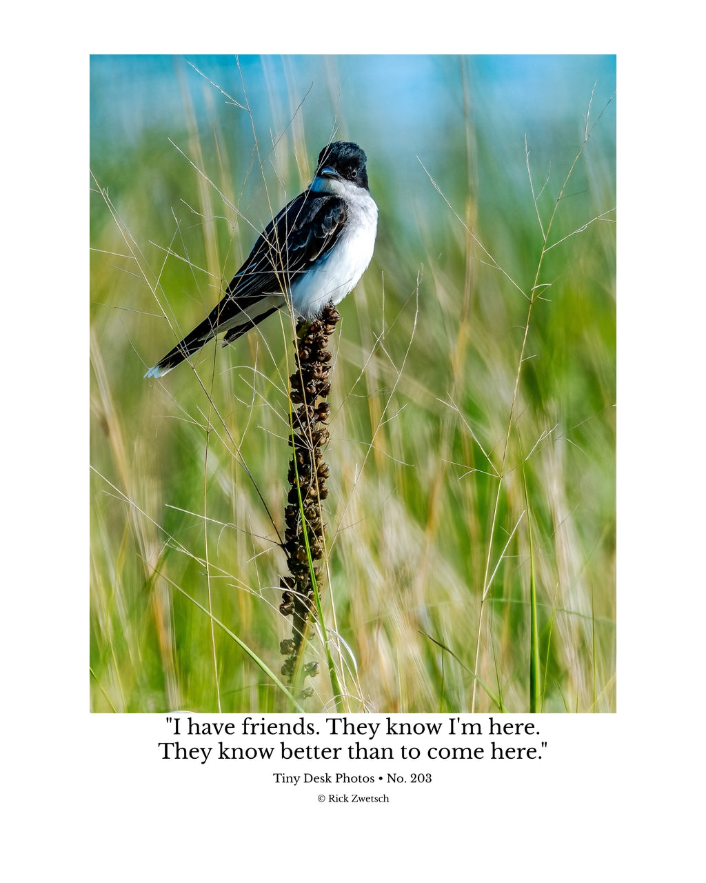 Eastern Kingbird Wildlife Photography Print | Tiny Desk Photos No. 203