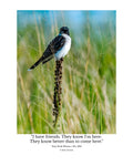 Eastern Kingbird Wildlife Photography Print | Tiny Desk Photos No. 203