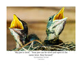 American Robin Nestlings Wildlife Photography Print | Tiny Desk Photos No. 205