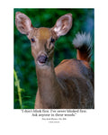 White-tailed Deer Wildlife Photography Print | Tiny Desk Photos No. 206