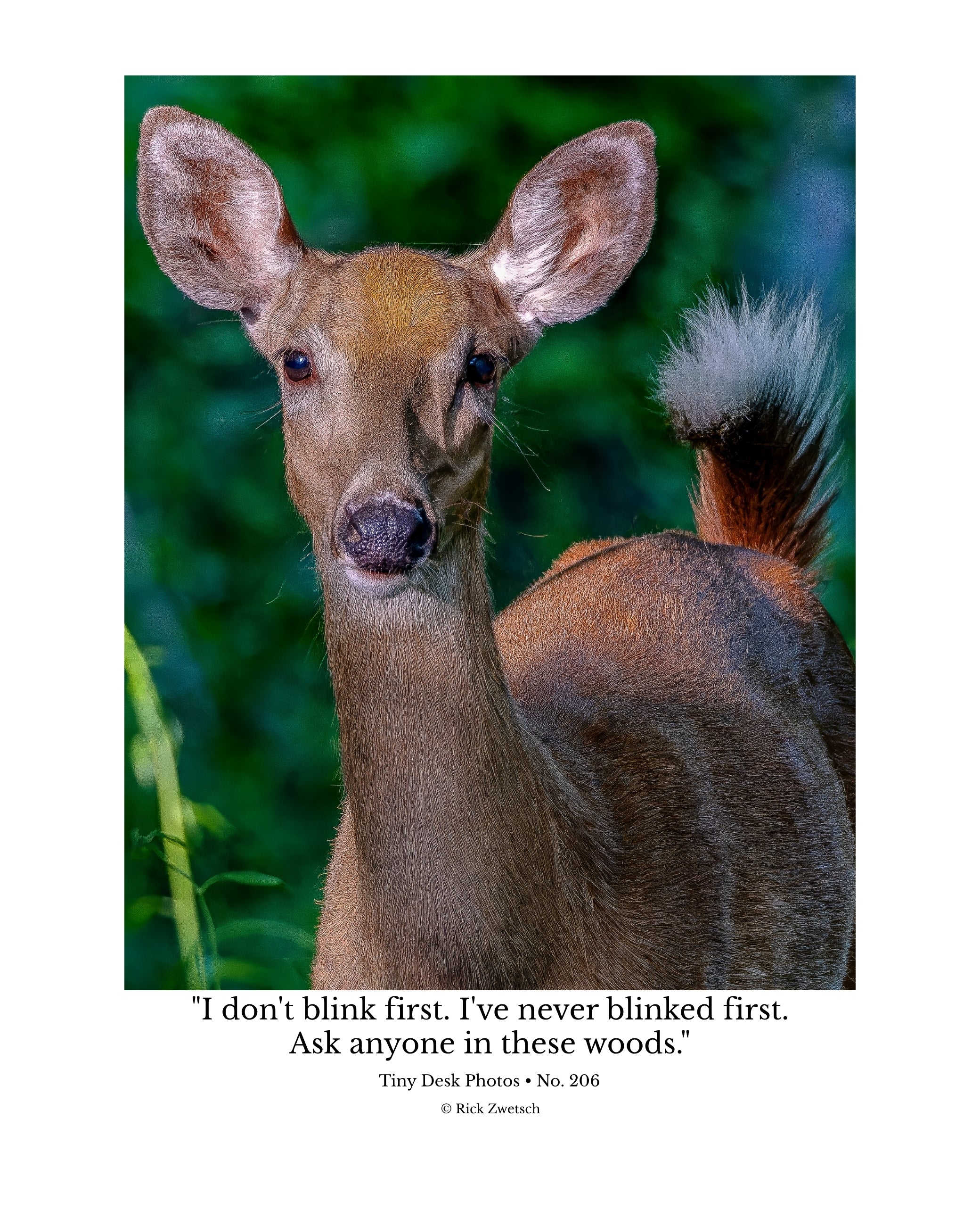 White-tailed Deer Wildlife Photography Print | Tiny Desk Photos No. 206