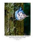 White-breasted Nuthatch Wildlife Photography Print | Tiny Desk Photos No. 207