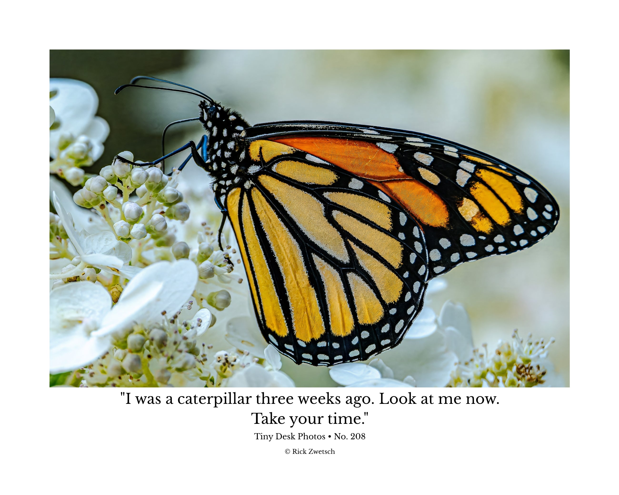 Monarch Butterfly Wildlife Photography Print | Tiny Desk Photos No. 208