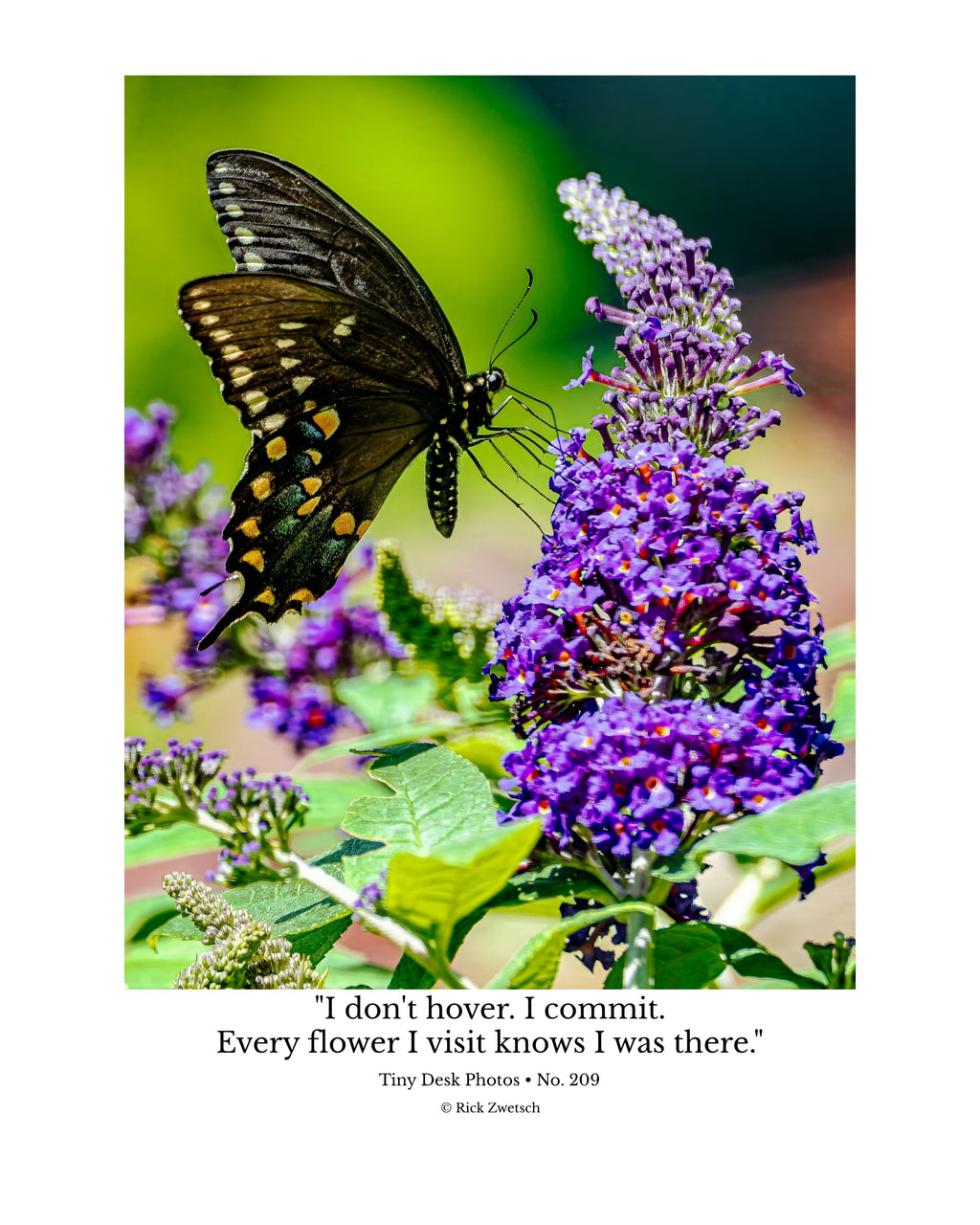 Black Swallowtail Butterfly Wildlife Photography Print | Tiny Desk Photos No. 209