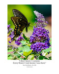 Black Swallowtail Butterfly Wildlife Photography Print | Tiny Desk Photos No. 209