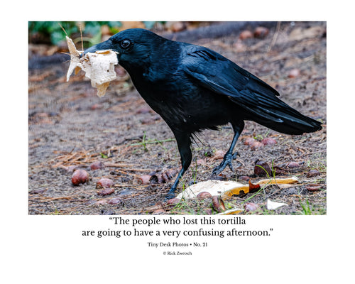 American Crow Wildlife Photography Print | Tiny Desk Photos No. 21