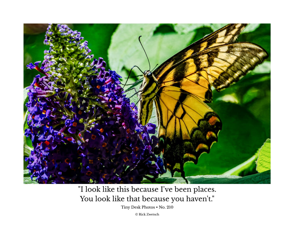Eastern Tiger Swallowtail Butterfly Wildlife Photography Print | Tiny Desk Photos No. 210