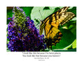 Eastern Tiger Swallowtail Butterfly Wildlife Photography Print | Tiny Desk Photos No. 210