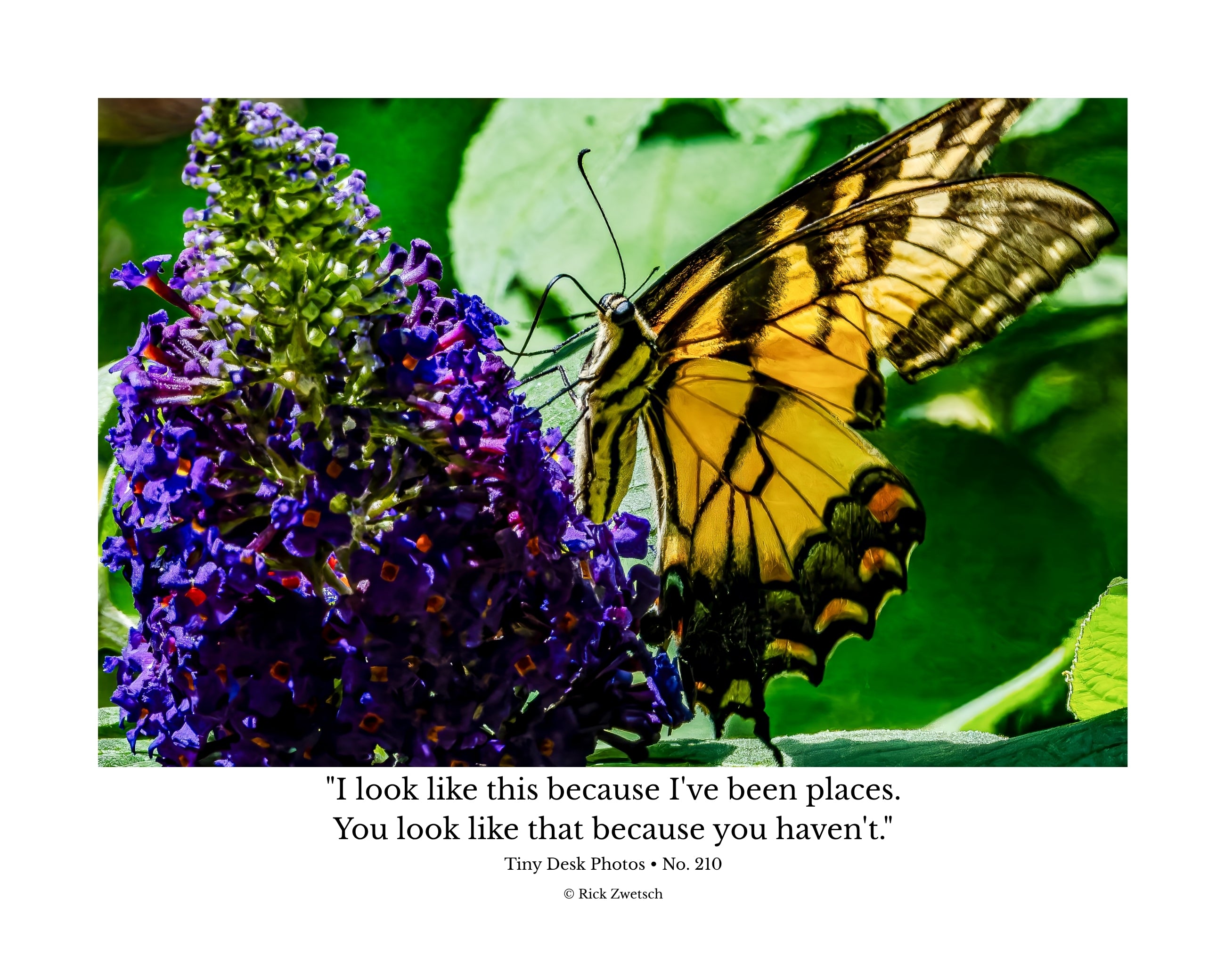 Eastern Tiger Swallowtail Butterfly Wildlife Photography Print | Tiny Desk Photos No. 210