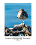 Spotted Sandpiper Wildlife Photography Print | Tiny Desk Photos No. 211