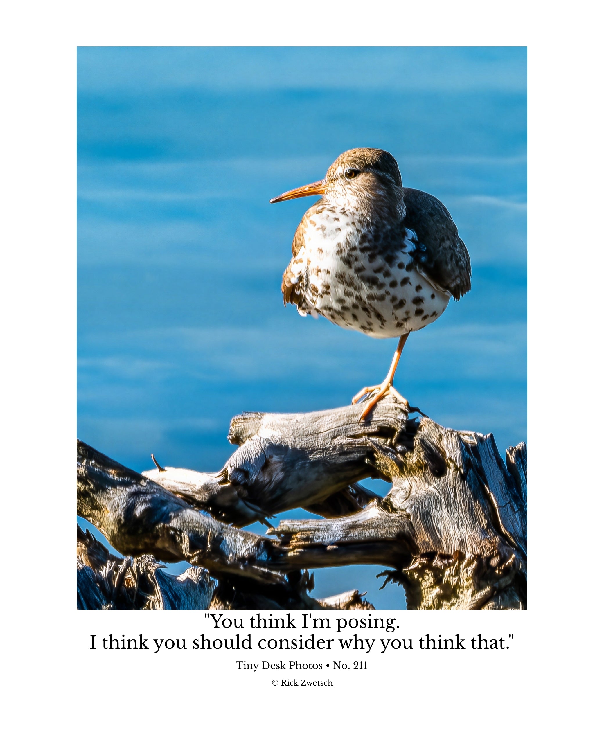 Spotted Sandpiper Wildlife Photography Print | Tiny Desk Photos No. 211