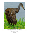 Limpkin Wildlife Photography Print | Tiny Desk Photos No. 213