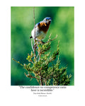 Eastern Bluebird Wildlife Photography Print | Tiny Desk Photos No. 215