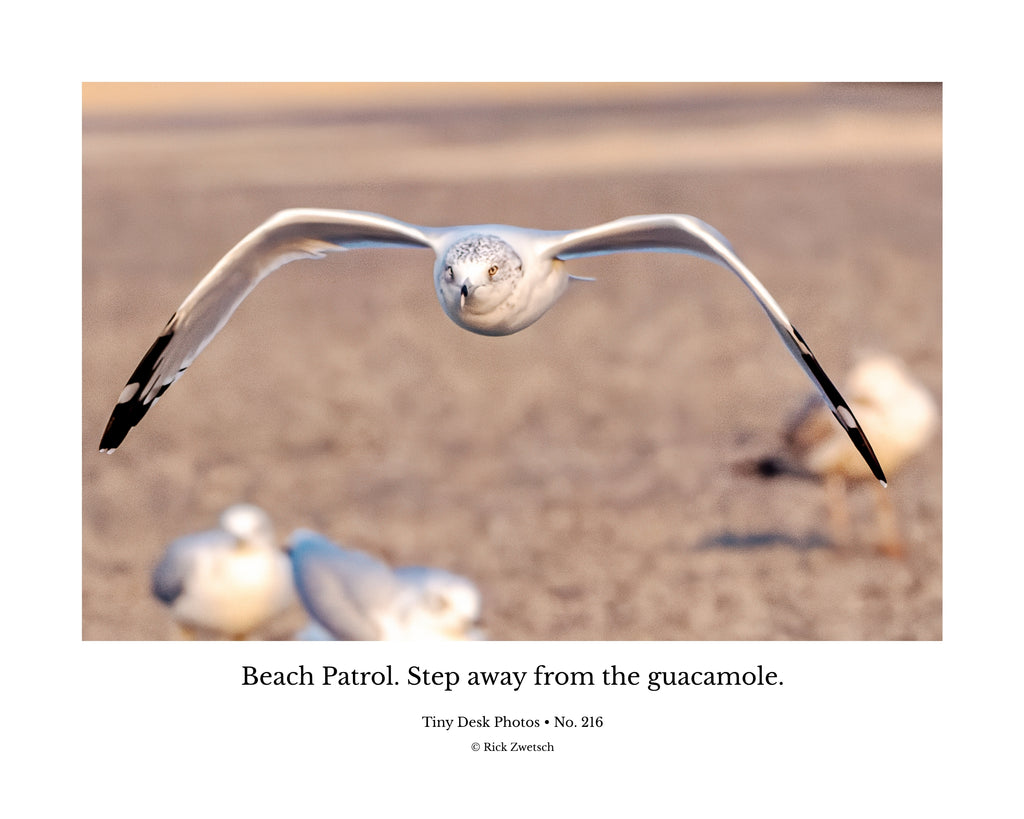Ring-billed Gull Wildlife Photography Print | Tiny Desk Photos No. 216