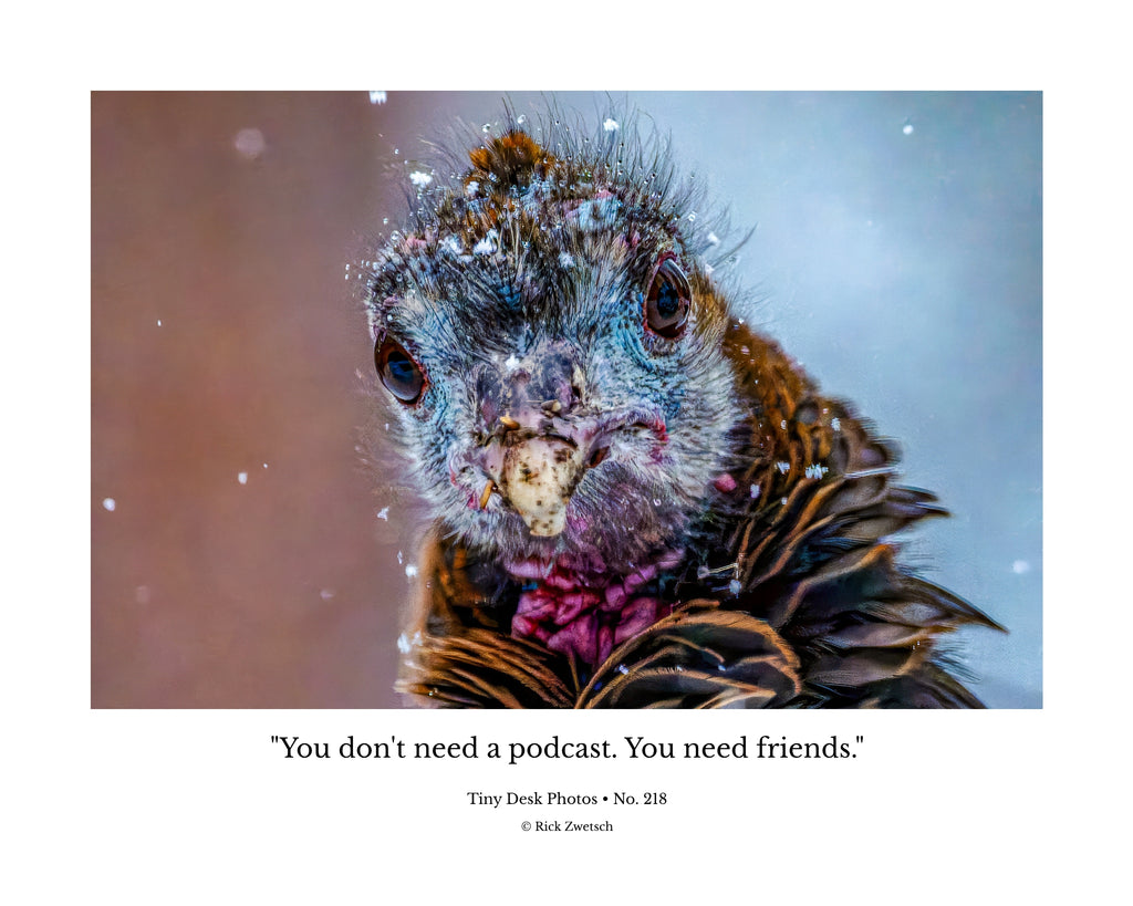 Wild Turkey Chick Wildlife Photography Print | Tiny Desk Photos No. 218