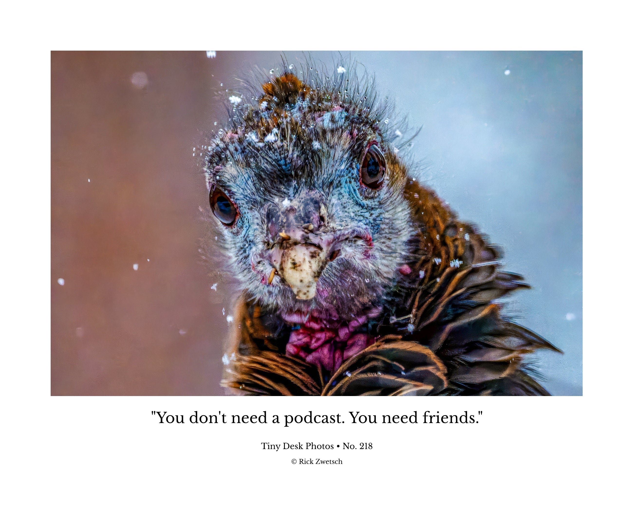 Wild Turkey Chick Wildlife Photography Print | Tiny Desk Photos No. 218