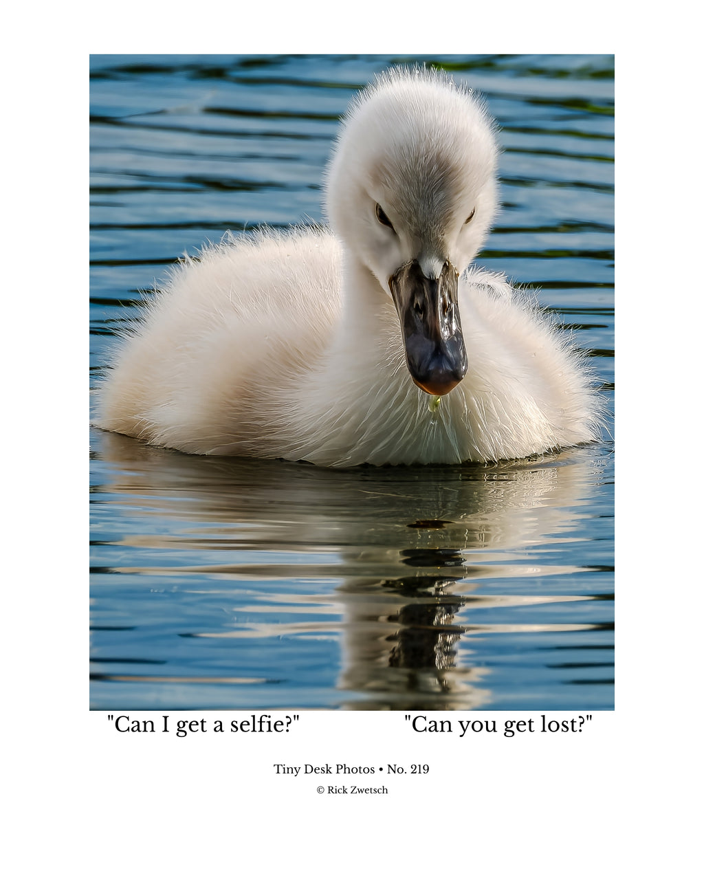 Mute Swan Cygnet Wildlife Photography Print | Tiny Desk Photos No. 219