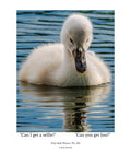 Mute Swan Cygnet Wildlife Photography Print | Tiny Desk Photos No. 219