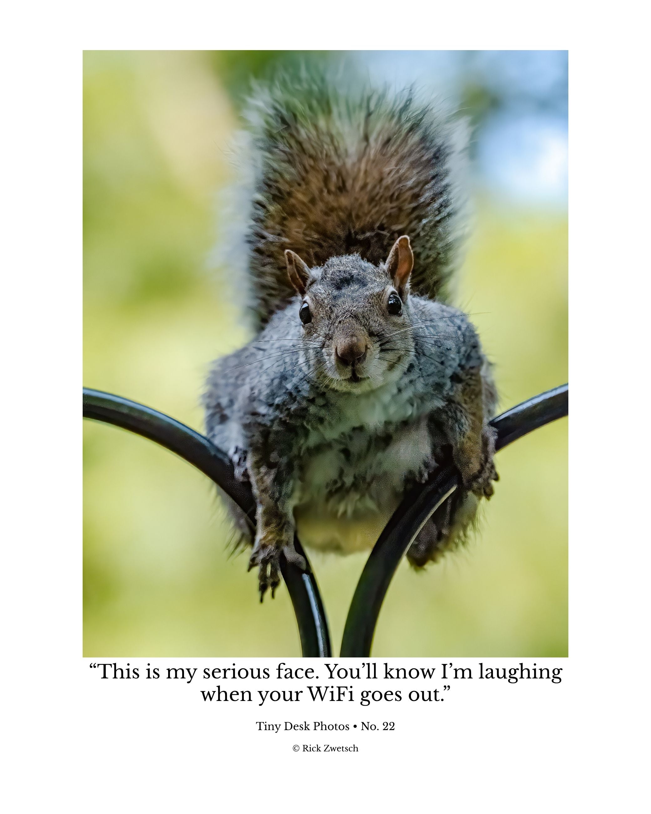 Eastern Gray Squirrel Wildlife Photography Print | Tiny Desk Photos No. 22
