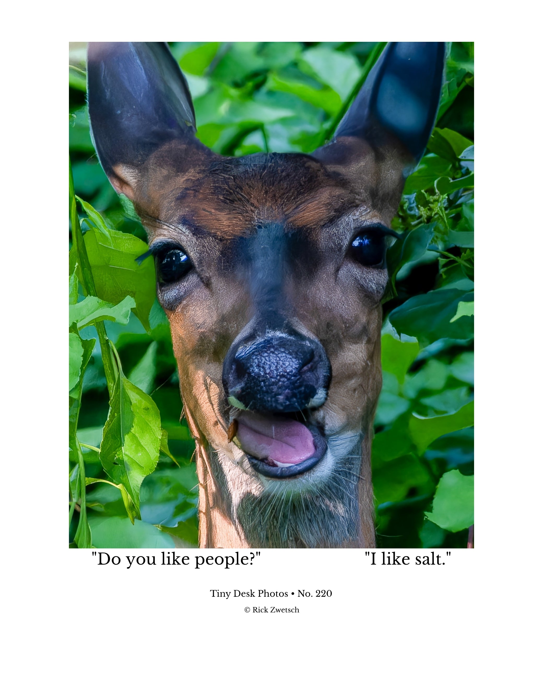 Juvenile White-tailed Deer Wildlife Photography Print | Tiny Desk Photos No. 220