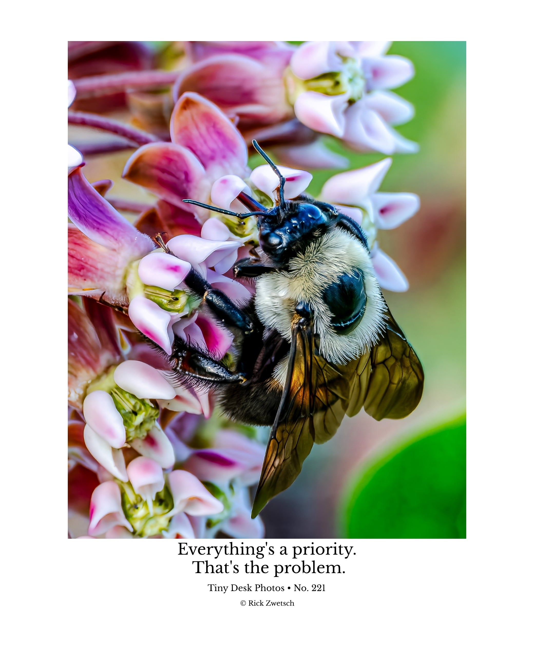 Common Eastern Bumble Bee Wildlife Photography Print | Tiny Desk Photos No. 221