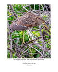 Juvenile Yellow-crowned Night Heron Wildlife Photography Print | Tiny Desk Photos No. 222